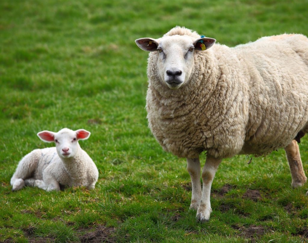 Early Lambing - Investigating abortions in sheep in Ireland
