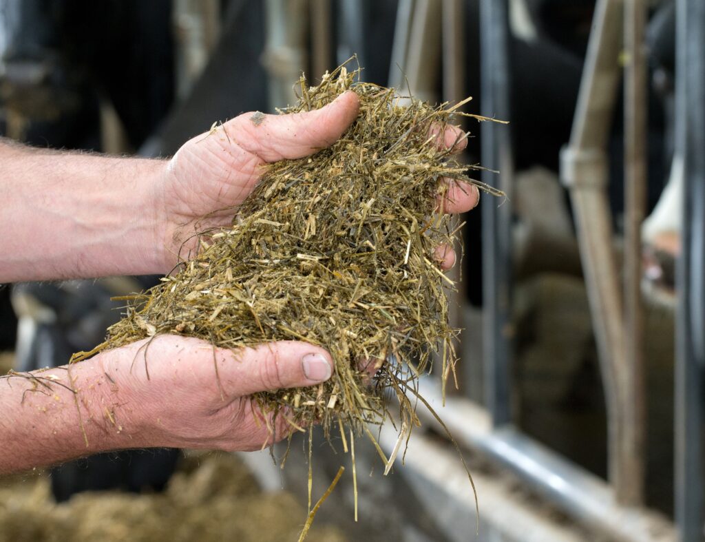 NBWS Silage Feed value analysis