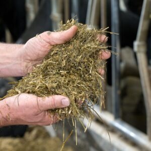 Silage Testing