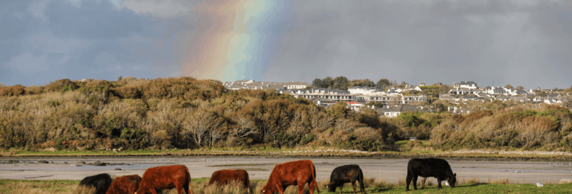 National Beef Welfare Scheme (NBWS) update