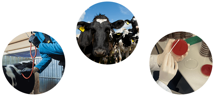 DairyCon - Who Should Attend?